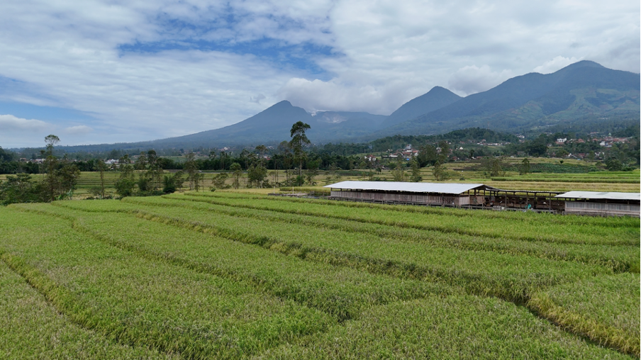 Kandang Domba Garut View Papandayan
