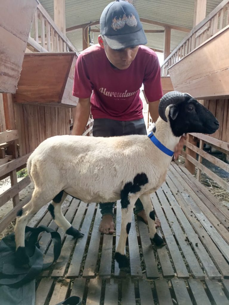 Bibit Domba Garut Unggulan