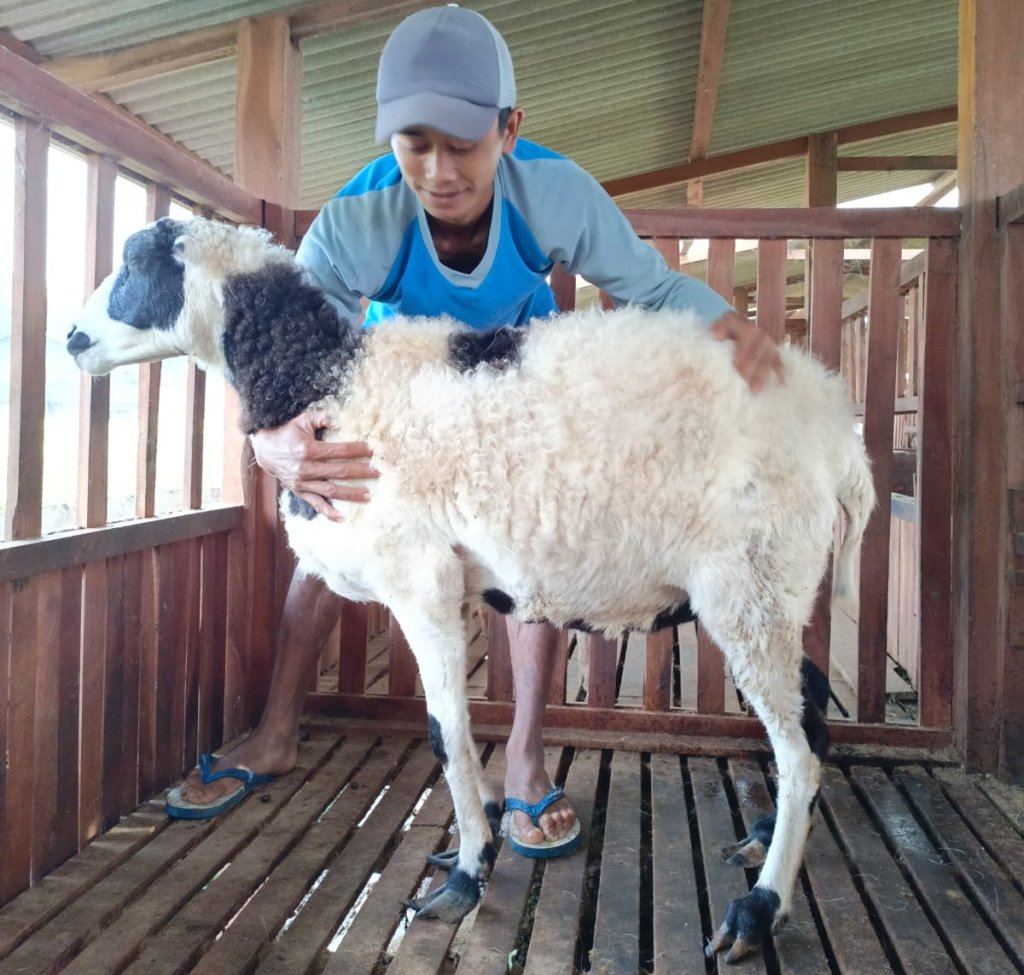 Bibit Domba Garut Betina Super