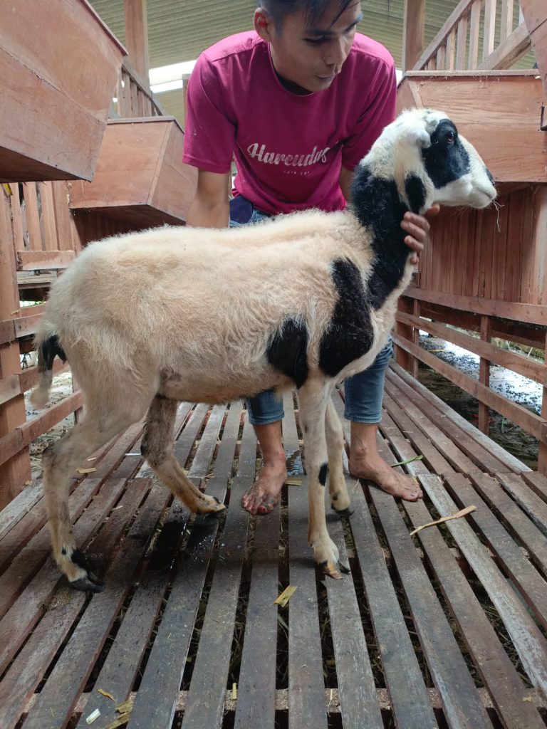 Bibit Domba Garut Betina