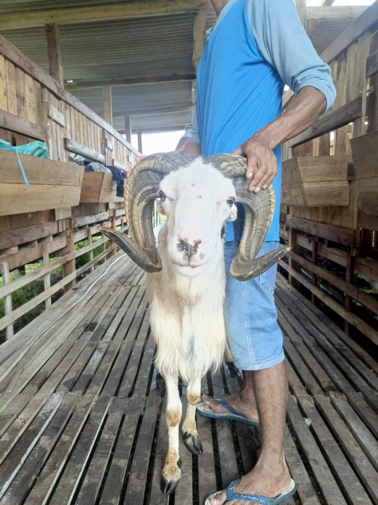 Domba Garut Unggulan ID