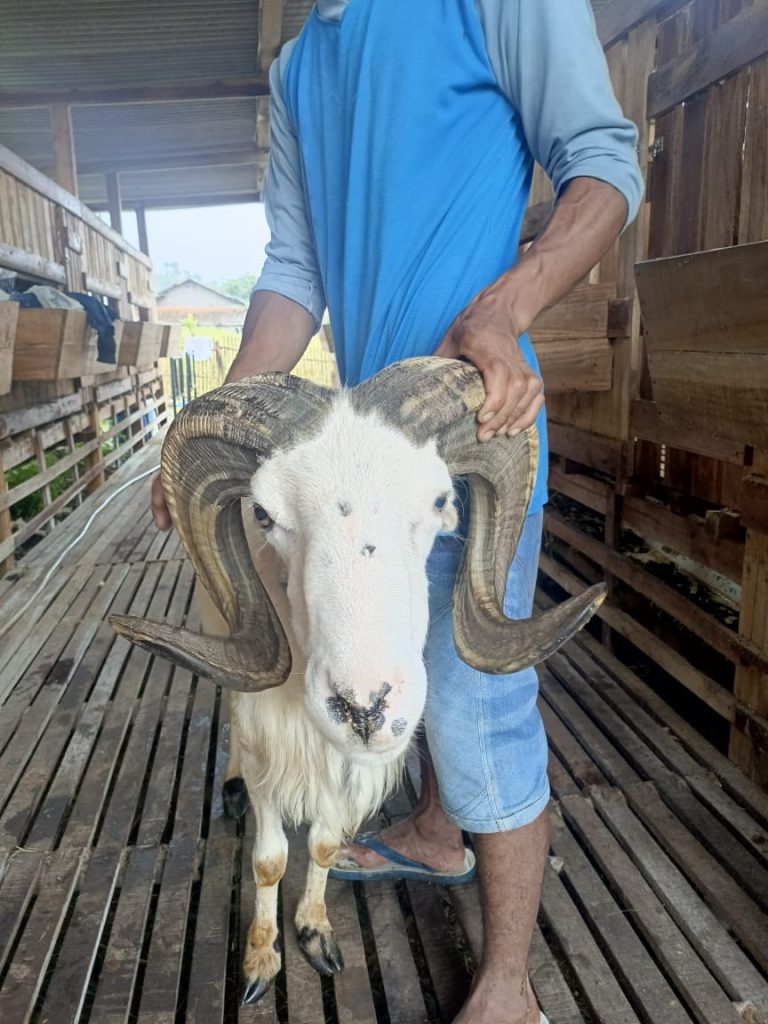 Domba Garut Unggulan