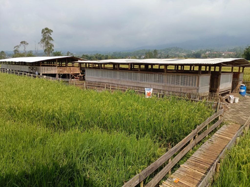 Kandang Domba Garut View bawah