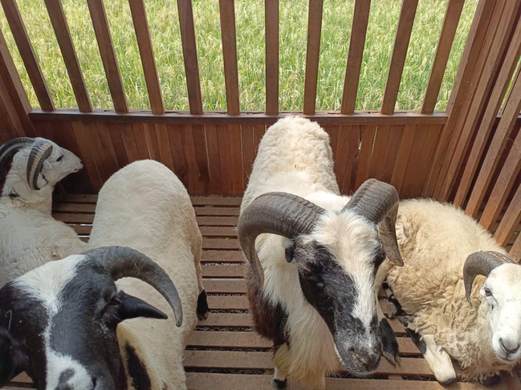 Pilihan qurban domba garut