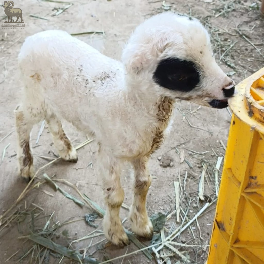Bibit Domba Garut ID