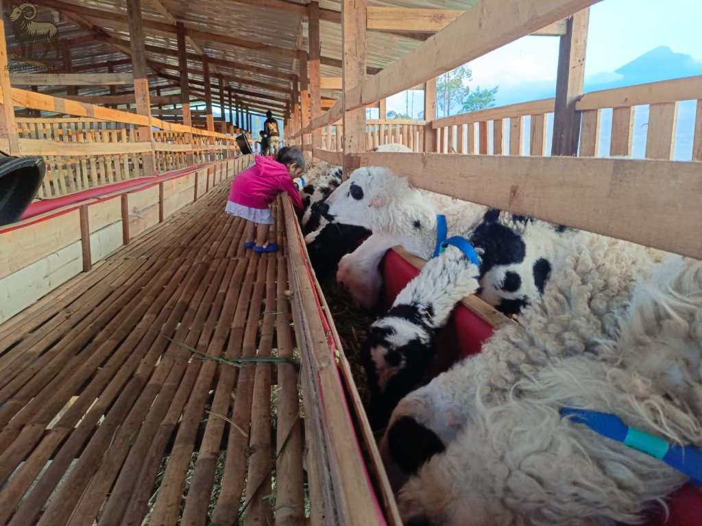 Bibit Domba garut Sedang di Beri Makan